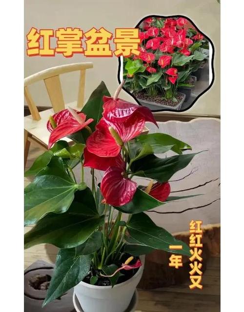 红掌花用什么肥料最好