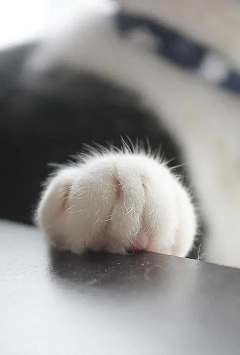 猫爪论坛官网网站