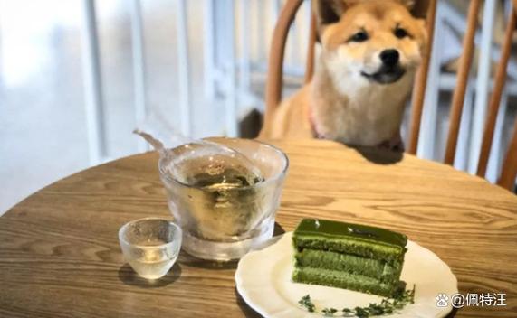 狗吃了抹茶怎么办补救