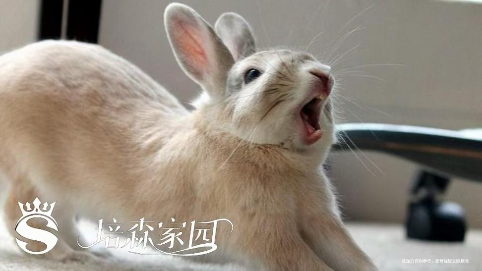养兔子是福还是祸