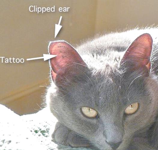 识别猫品种扫一扫
