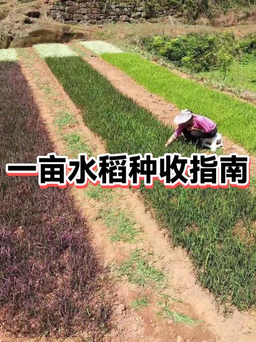 一亩水稻能挣多少钱 一亩水稻能挣多少钱
