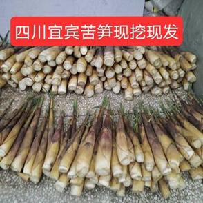 苦竹笋的功效与作用 苦竹笋的功效与作用