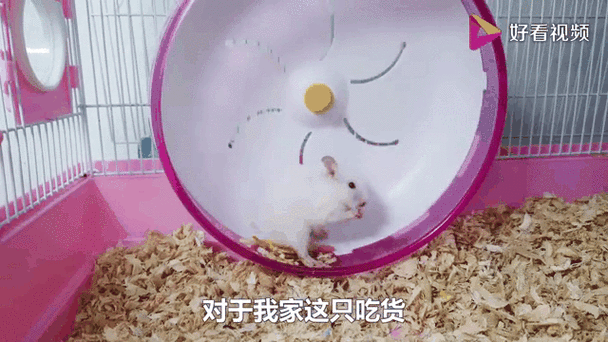 仓鼠怎么训练跟随主人