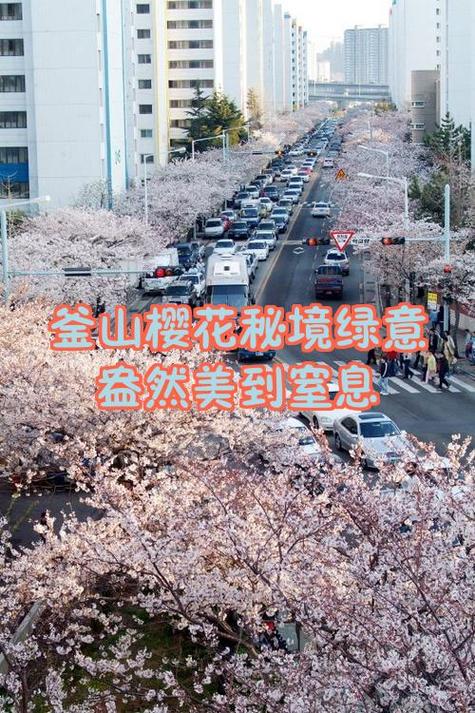 樱花视频的推荐理由