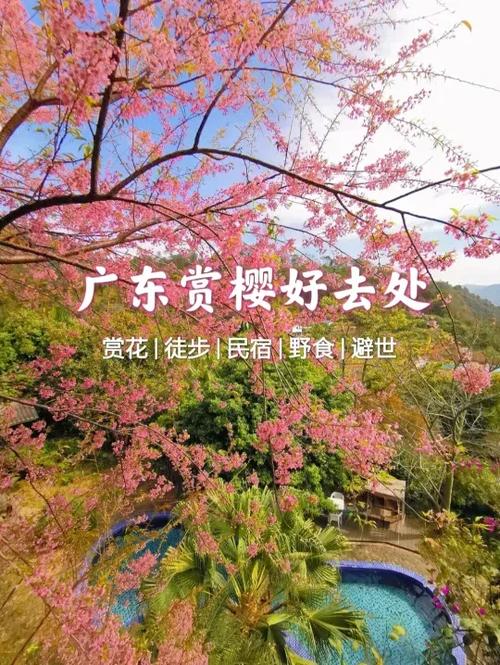 樱花视频的推荐理由截图3