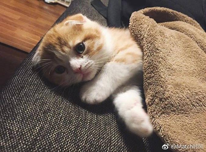 喵喵喵截图2