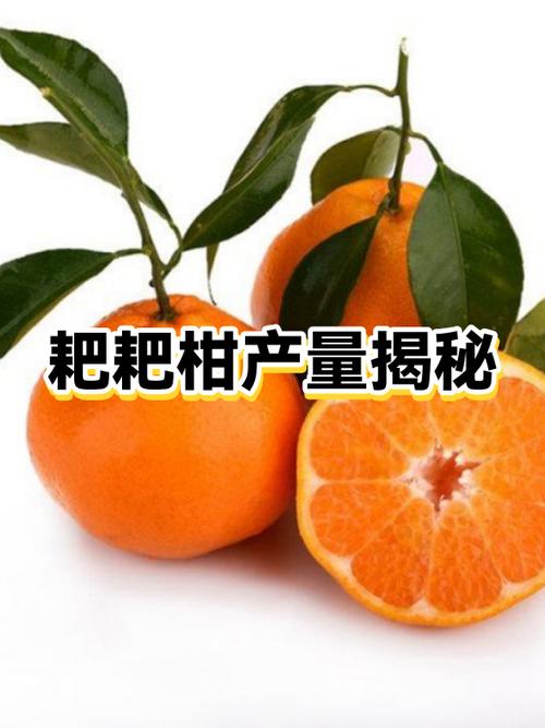 全国城市耙耙柑销量排名榜