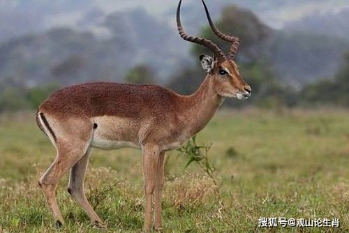 羊的本性善还是恶 羊的本性善还是恶
