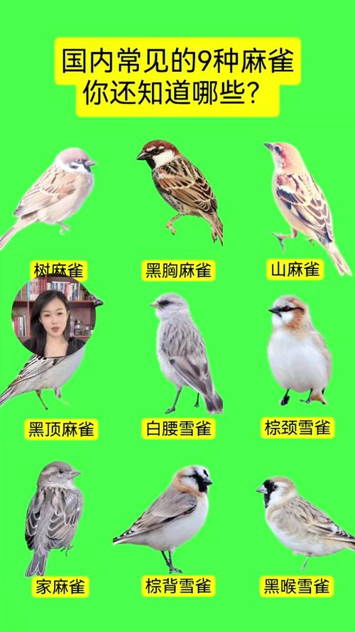 中国麻雀品种