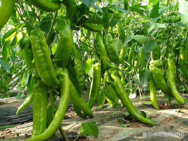 陕西秦椒是什么品种