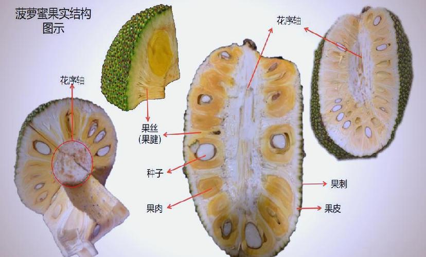 菠萝蜜为啥闻着臭
