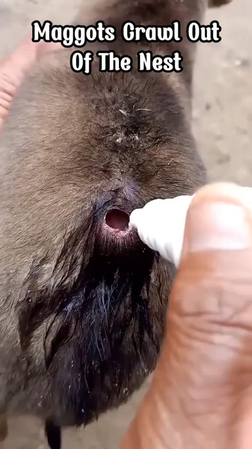 寄生虫清理