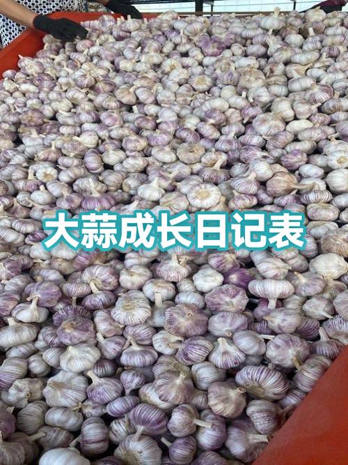 大蒜1—7天观察日记