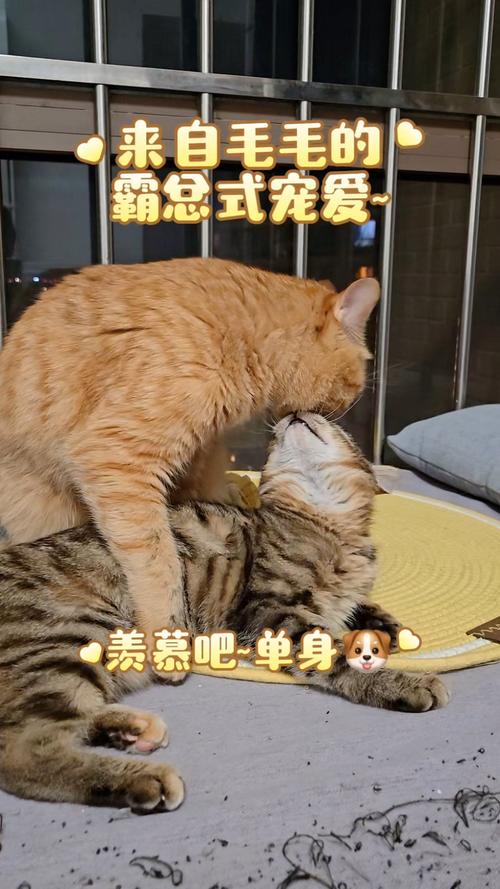 男主是总裁女主养了一只猫