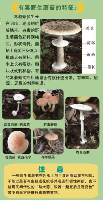 好蘑菇和毒蘑菇 好蘑菇和毒蘑菇