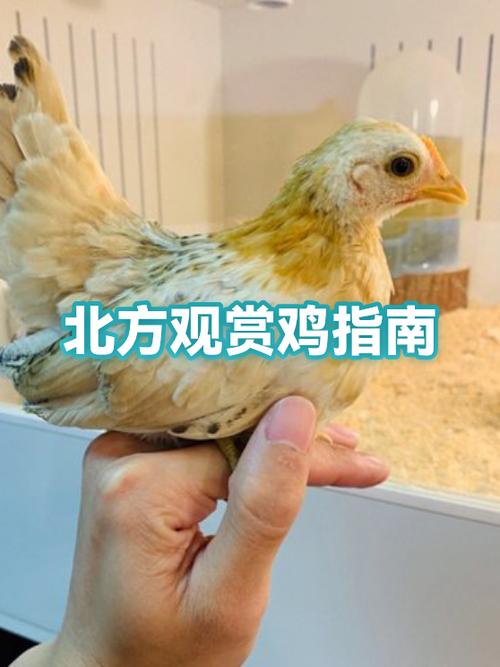 仙鸡是什么品种的鸡