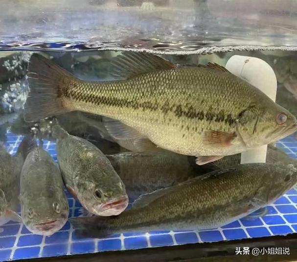 鲈鱼为什么没人吃了截图1