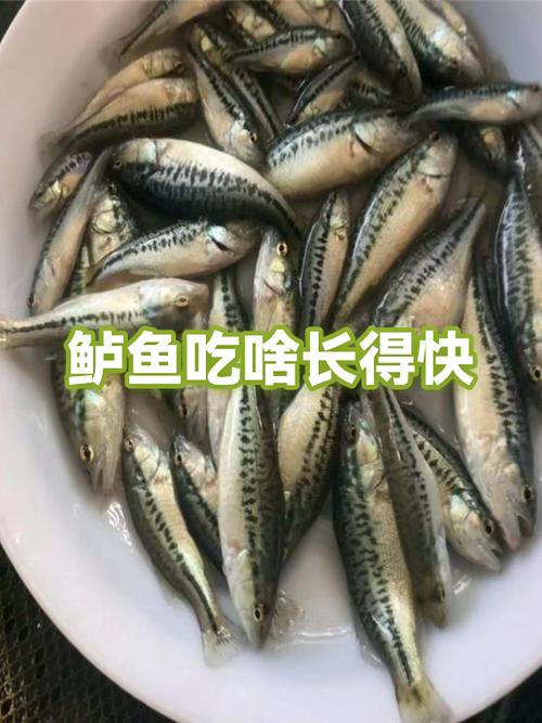 鲈鱼为什么没人吃了截图2