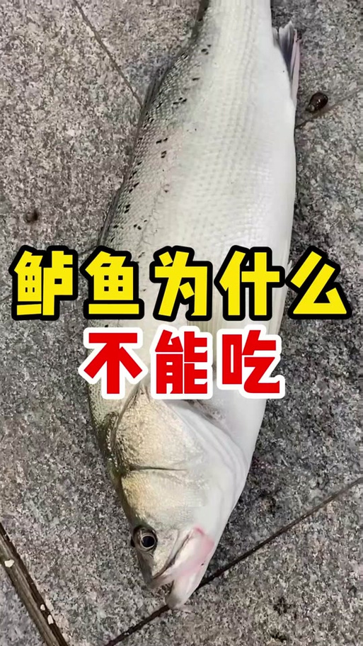 鲈鱼为什么没人吃了截图3