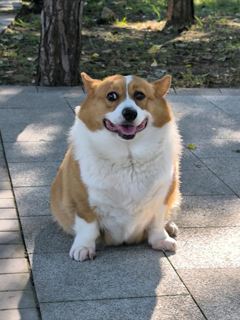训练狗截图2