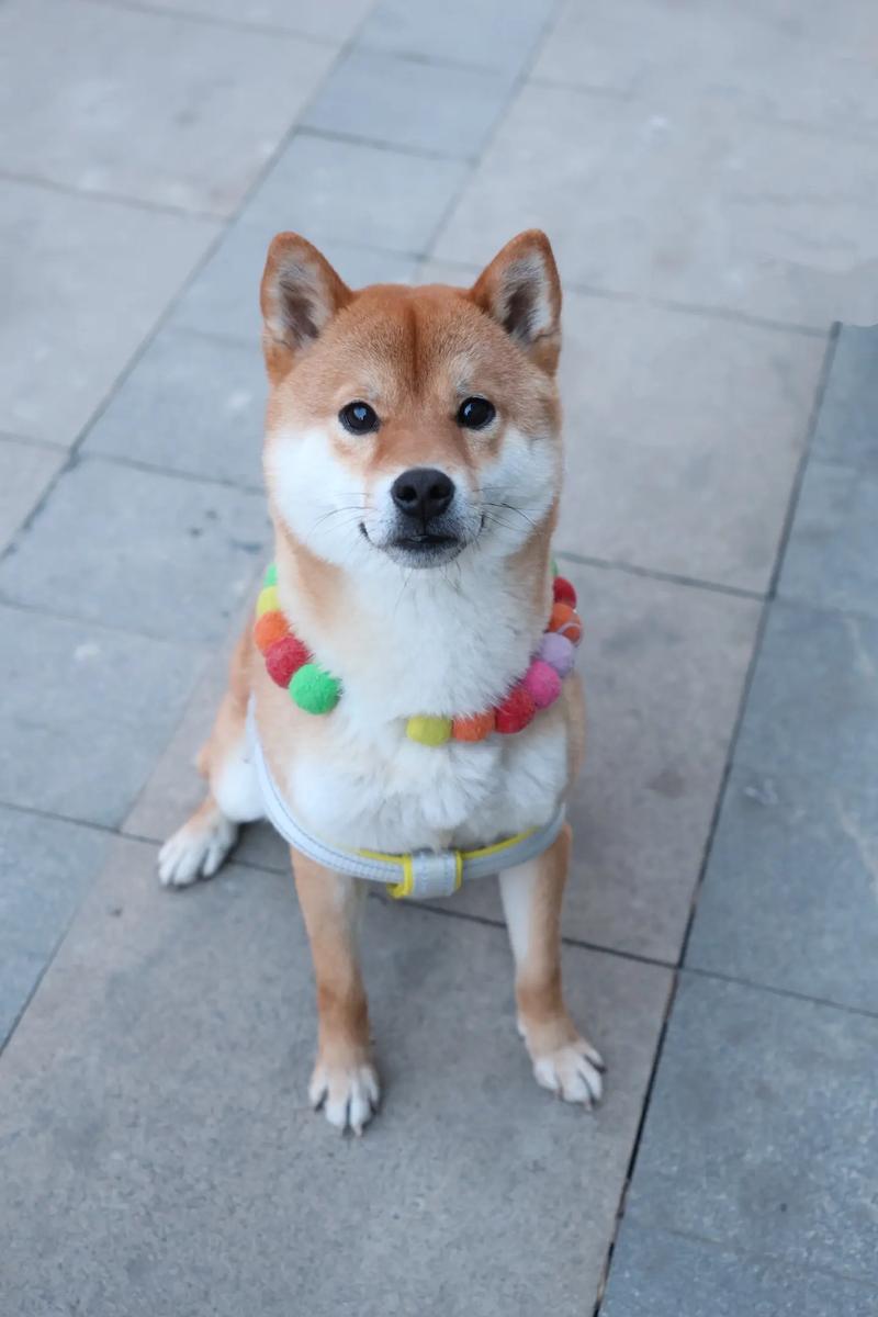 训练狗截图3