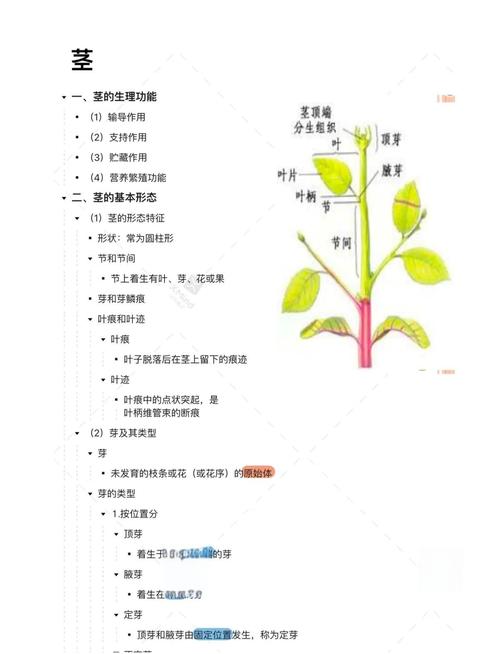 叶茎发黄的解决方法