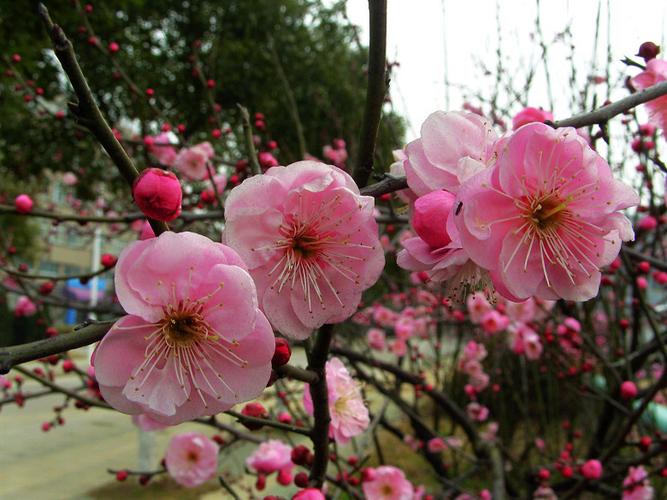 古人写蜡梅的诗词