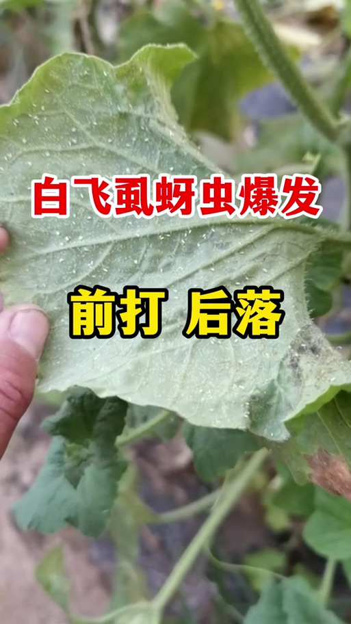 虫卵双杀特效药截图2