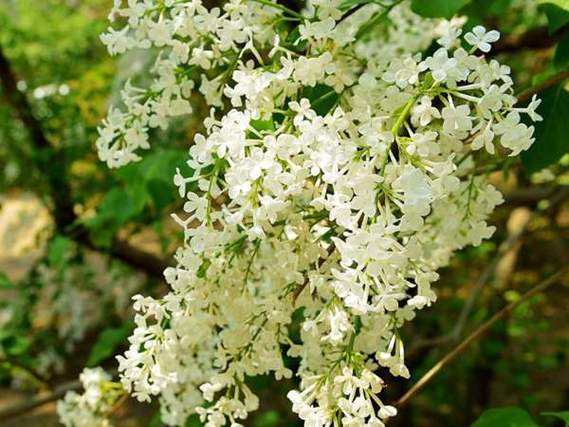 丁香花哪里有