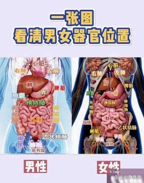 人体器官左下腹部隐痛的原因