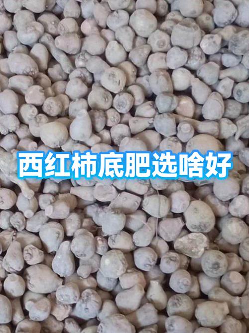 西红柿需要什么肥料最好截图2