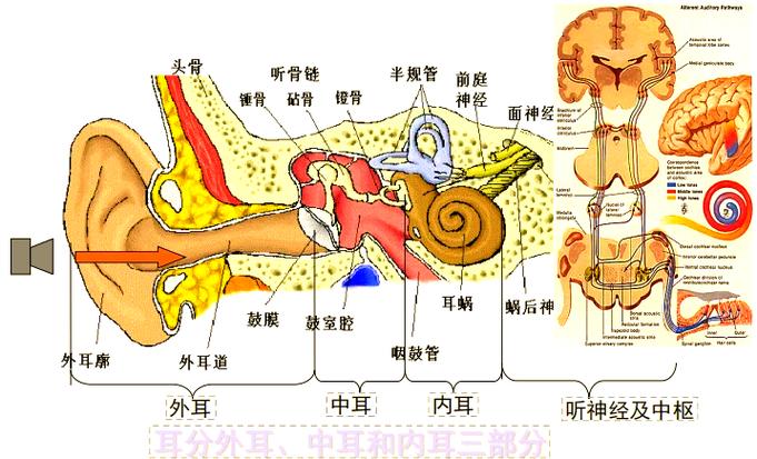 耳朵怎么听到声音截图1