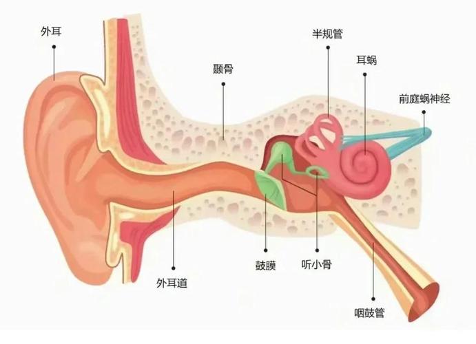 耳朵怎么听到声音截图2