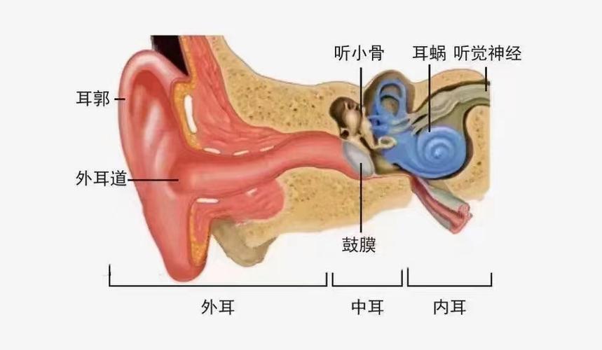 耳朵怎么听到声音截图3