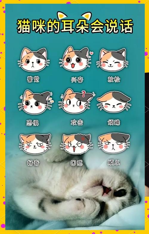 猫说话