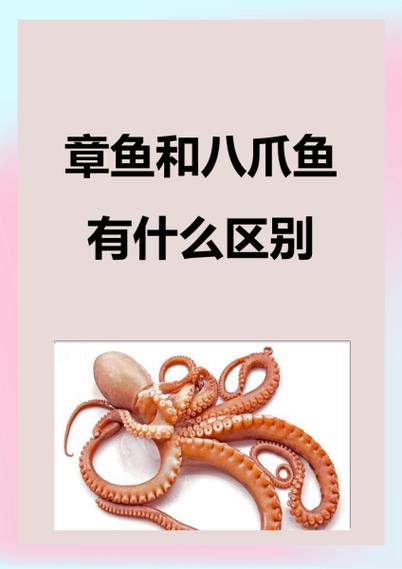两性关系中什么叫八爪鱼呢
