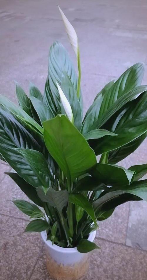 十大耐阴植物排名