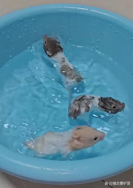 仓鼠能喂水吗 仓鼠能喂水吗