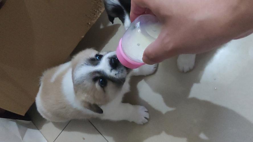 小奶狗吃奶叫