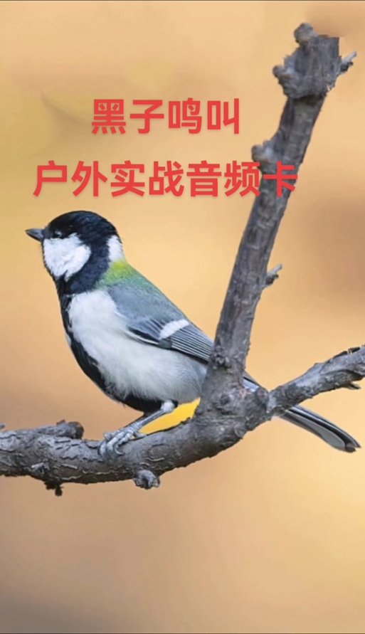 大山雀压口音频