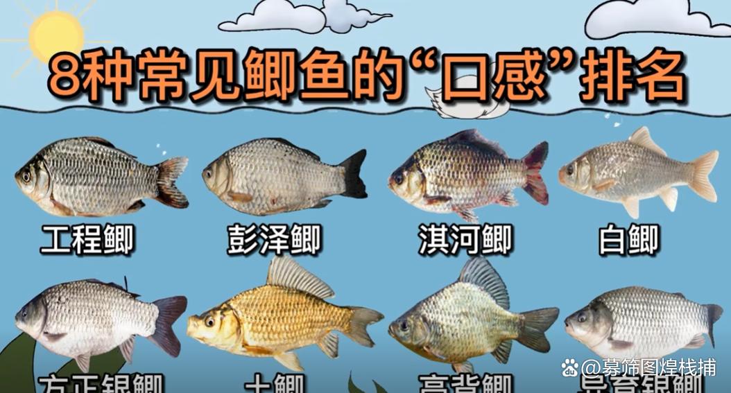鲫鱼品种图片大全大图 鲫鱼品种图片大全大图