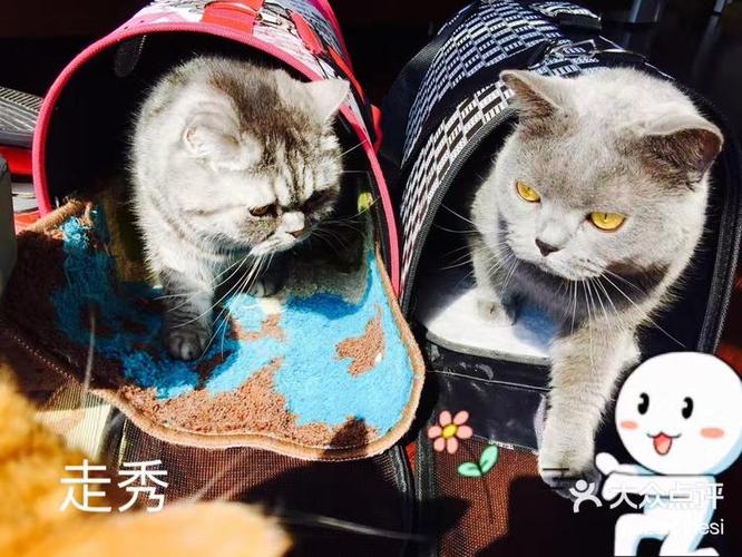 母猫喵呜喵呜的叫怎么回事