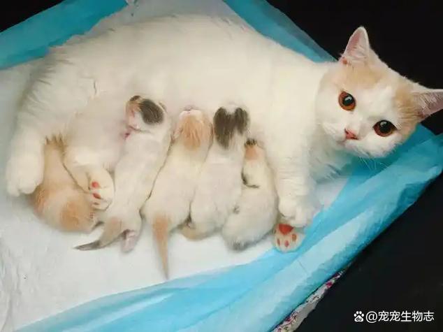 小猫20天了被母猫吃了