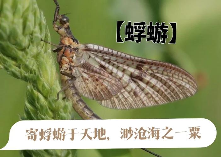 蜉蝣2.0汉化版下载 蜉蝣2.0汉化版下载
