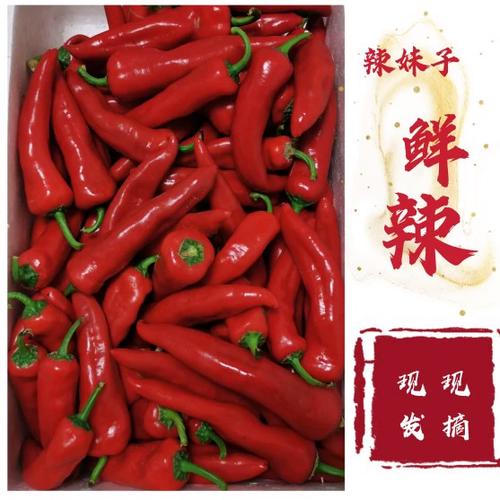 小辣椒红辣椒官网 小辣椒红辣椒官网