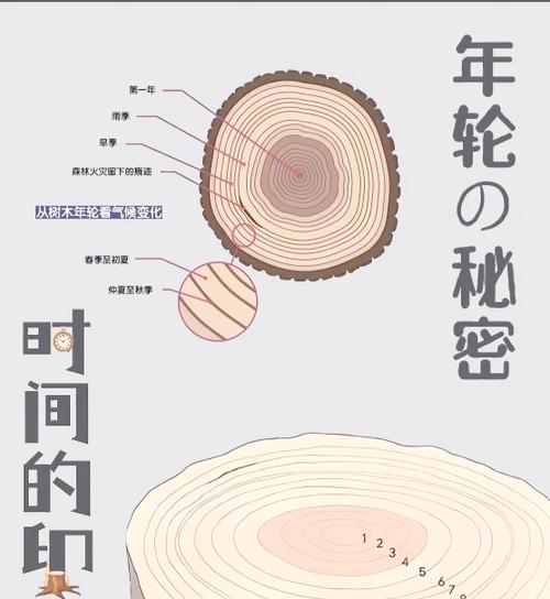 最右节点和最右叶节点区别
