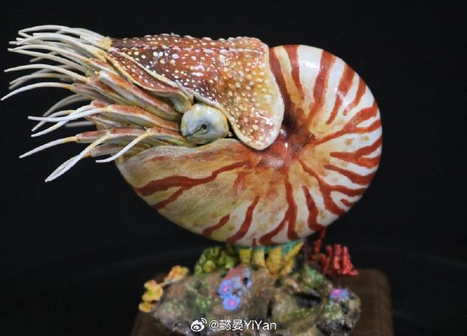 鹦鹉螺标本