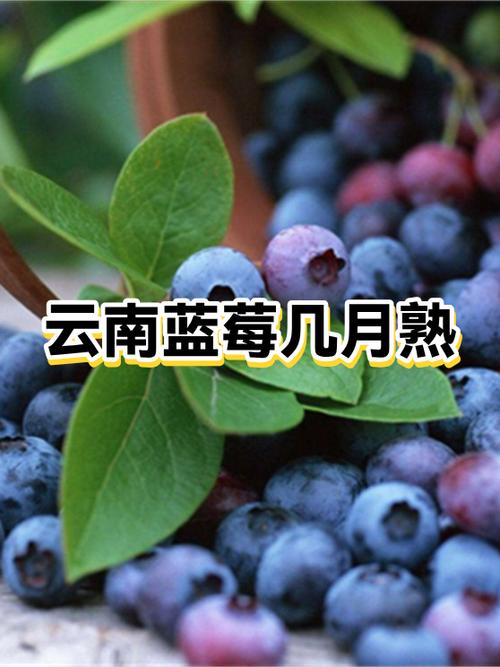 云南蓝莓几月份成熟上市