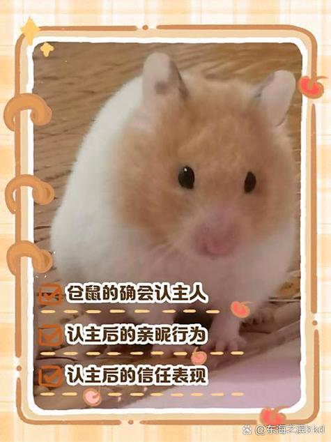 仓鼠换主人会怎么样 仓鼠换主人会怎么样